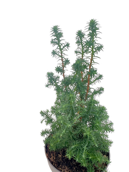 Χαμαικυπάρισσος Chamaecyparis ellwoodii Φ11εκ.