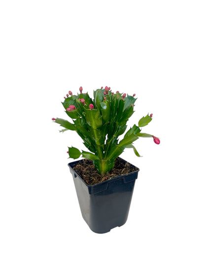 Παχύφυτο Επίφυλλο ροζ Φ11εκ.