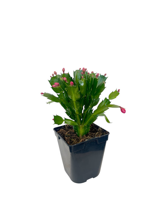 Παχύφυτο Επίφυλλο ροζ Φ11εκ.