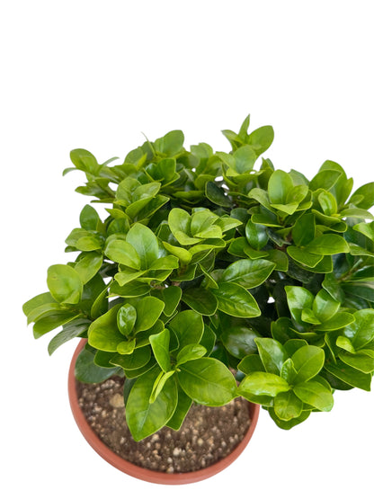 Μπονσάι φίκος – Ficus microcarpa Ginseng bonsai Φ23εκ.
