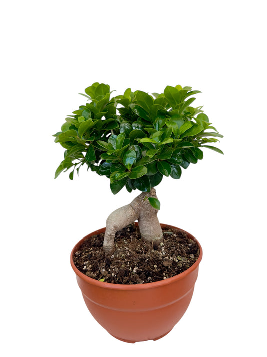Μπονσάι φίκος – Ficus microcarpa Ginseng bonsai Φ20εκ.