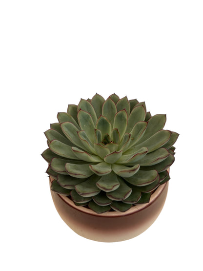 Κασπώ κεραμικό κεραμιδί 14*16