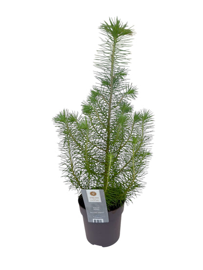 Πεύκο pinus pinea silver crest Φ10.5εκ.