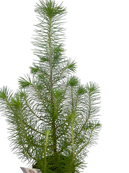 Πεύκο pinus pinea silver crest Φ10.5εκ.