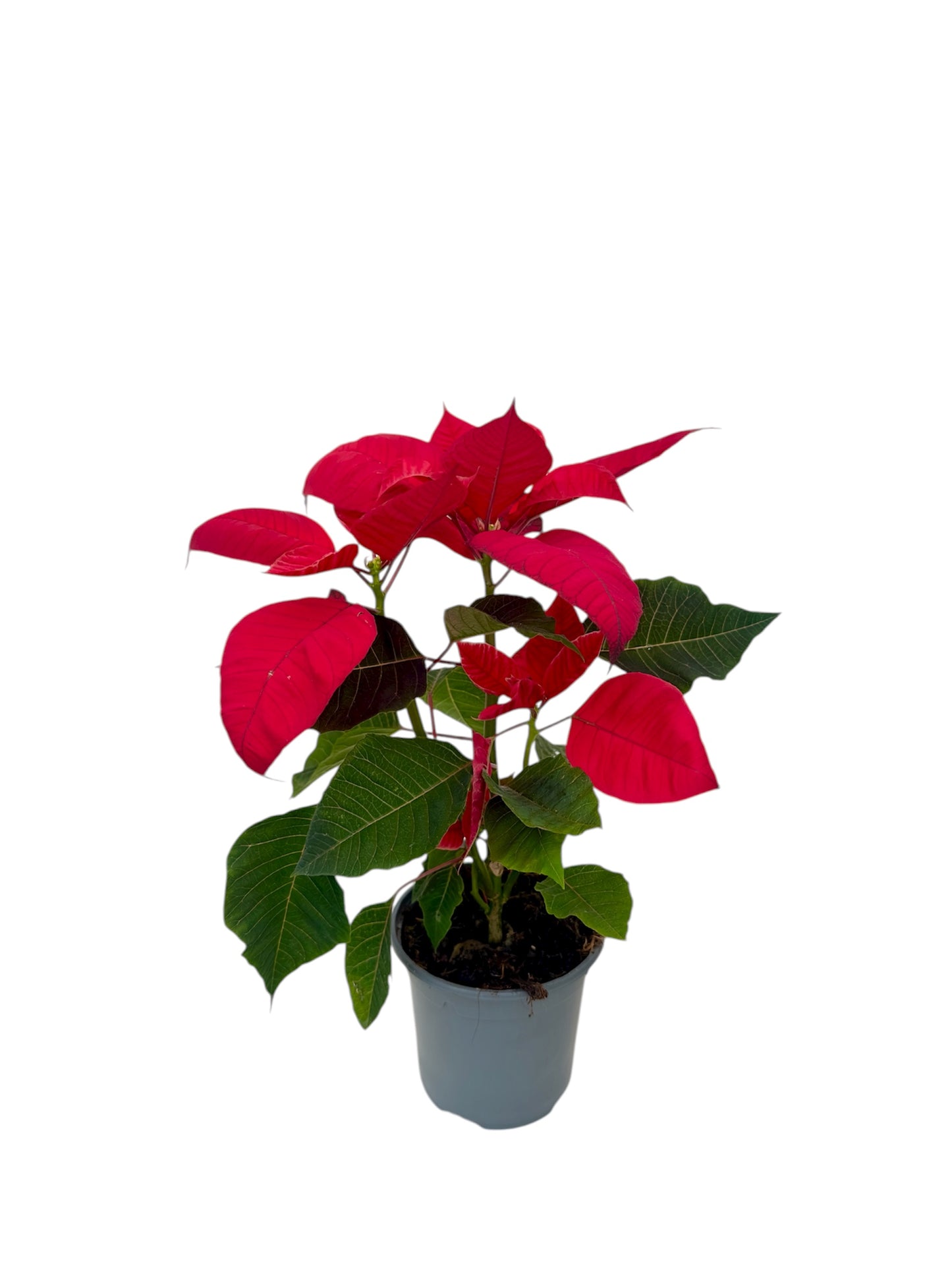 Αλεξανδρινό Φ11εκ.