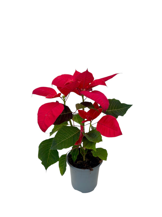 Αλεξανδρινό Φ11εκ.