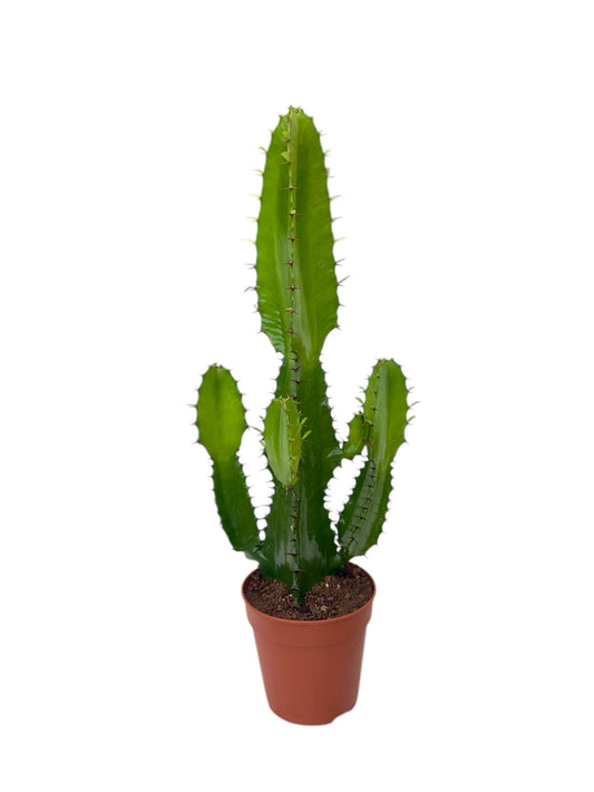 Παχύφυτο Euphorbia ingens Φ12εκ.