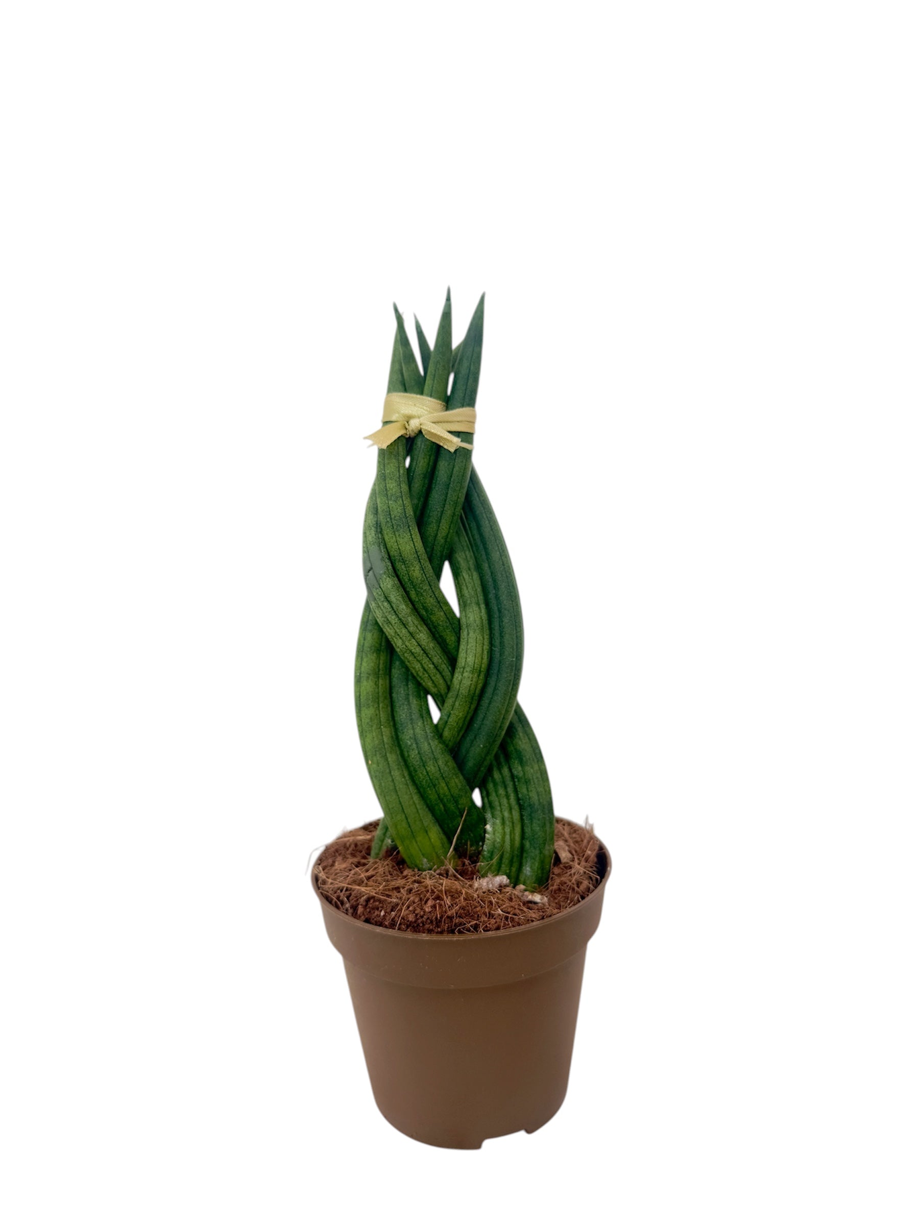 Σανσιβέρια - Sansevieria πλεξούδα Φ8.5εκ.