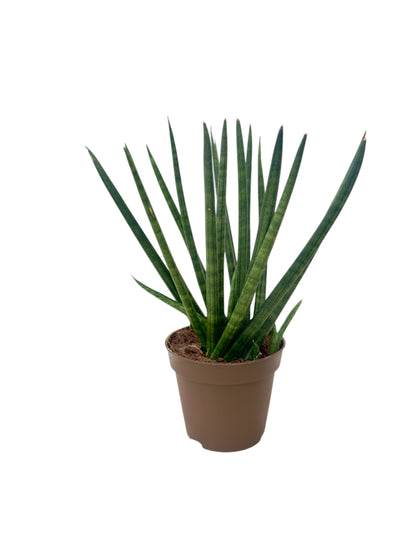 Σανσιβέρια - Sansevieria Φ8.5εκ.