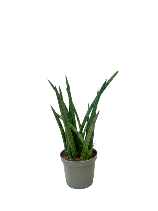 Σανσιβέρια - Sansevieria Φ8.5εκ.