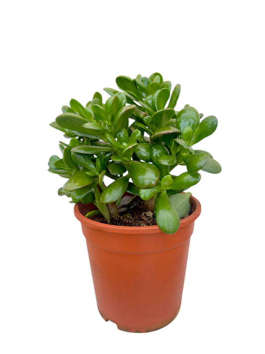 Παχύφυτο Crassula ovata Φ21εκ.