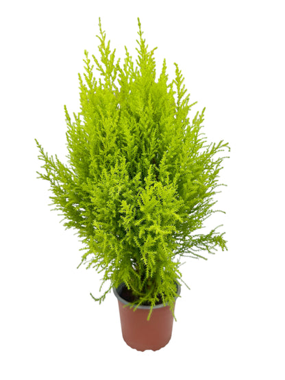 Gold crest wilma Φ13εκ