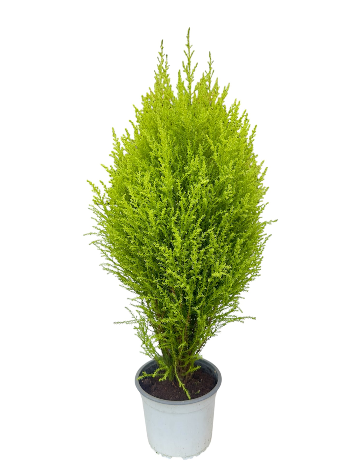 Gold crest wilma Φ15εκ