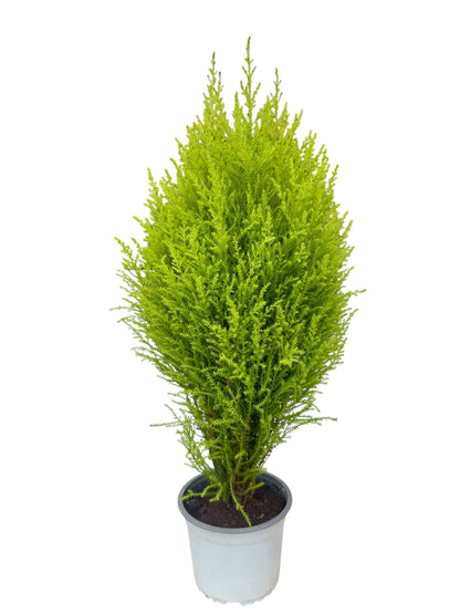 Gold crest wilma Φ15εκ