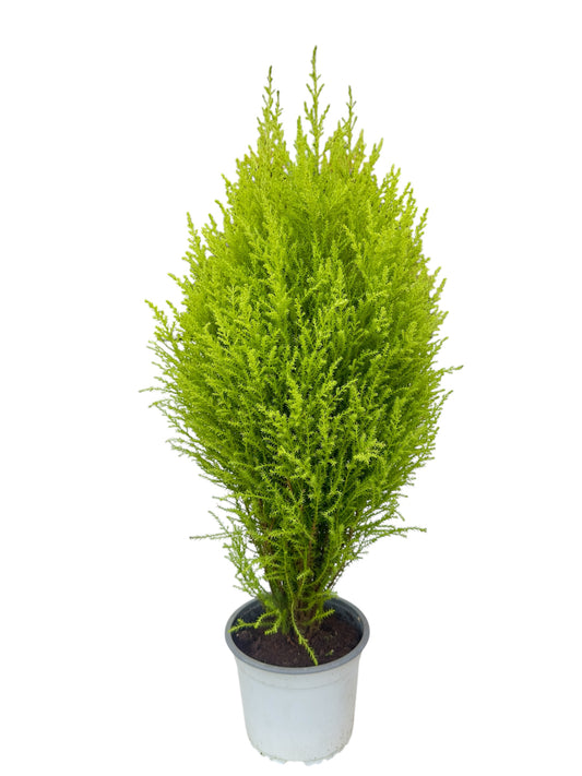 Gold crest wilma Φ15εκ