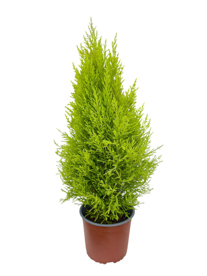 Gold crest wilma Φ19εκ