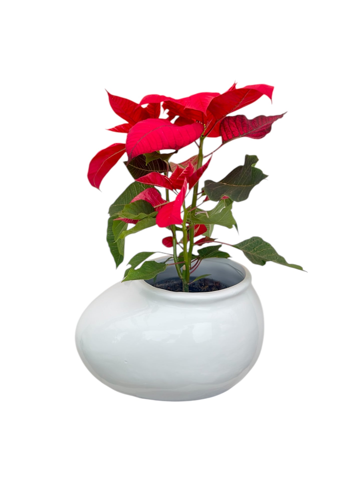 Αλεξανδρινό Φ11εκ.