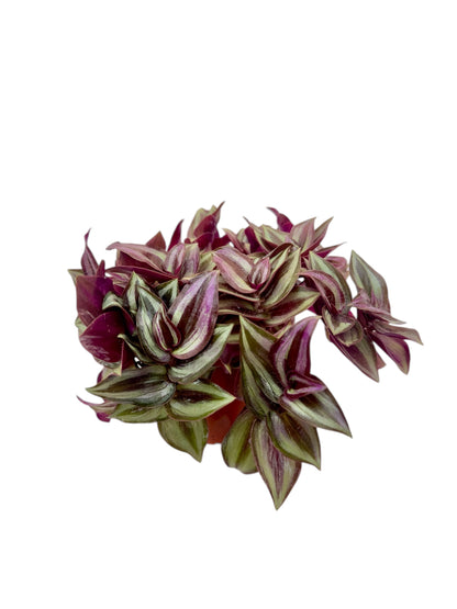 Τηλέγραφος Φ10.5εκ.