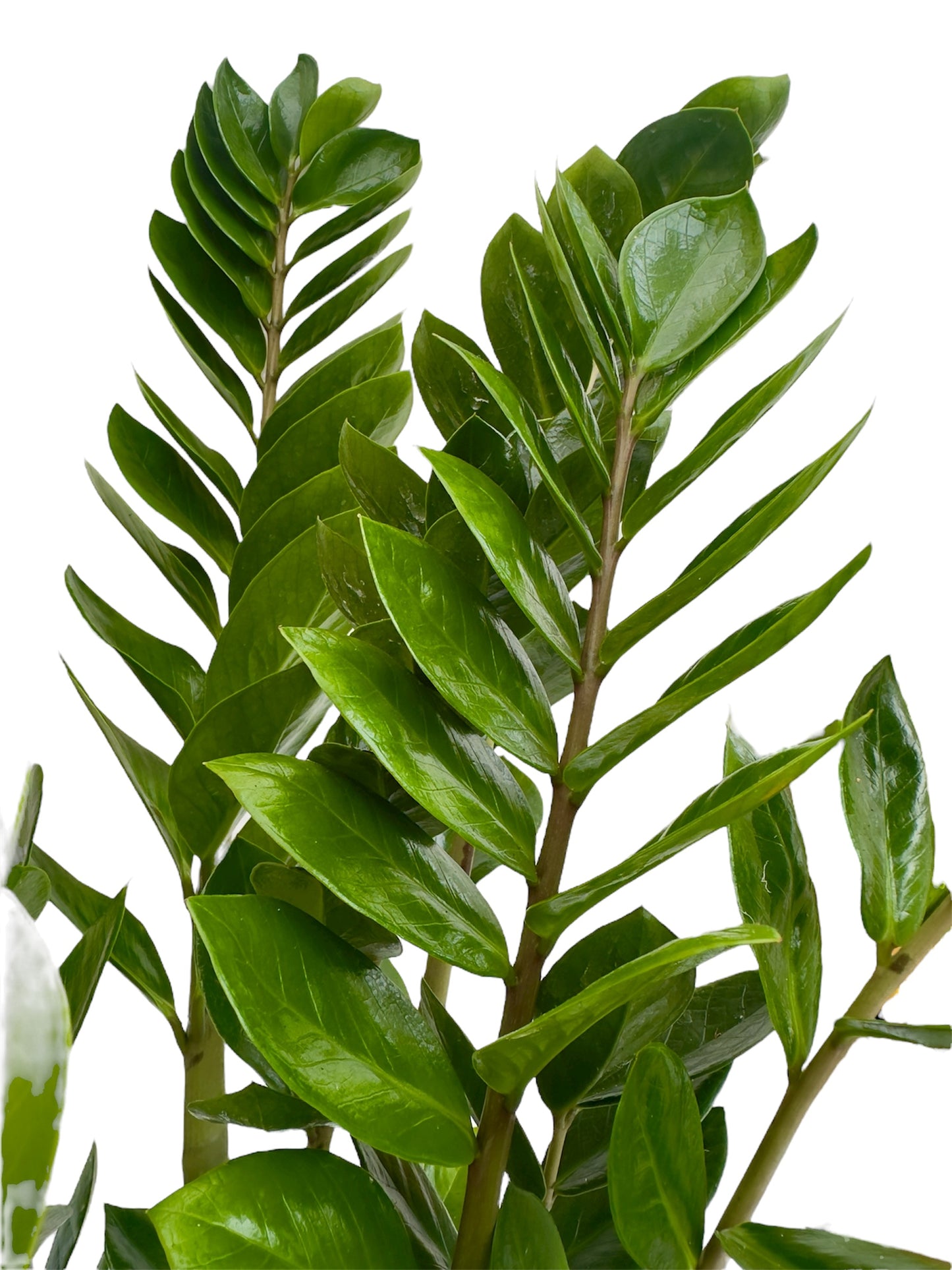 Ζάμια – Zamioculcas zamiifolia Φ21