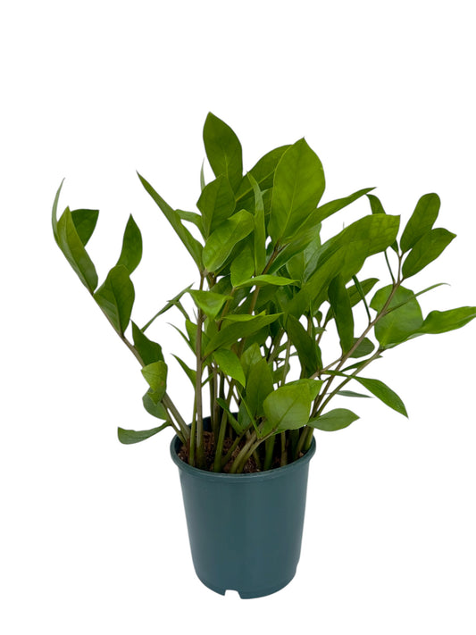 Ζάμια – Zamioculcas zamiifolia Φ14εκ.