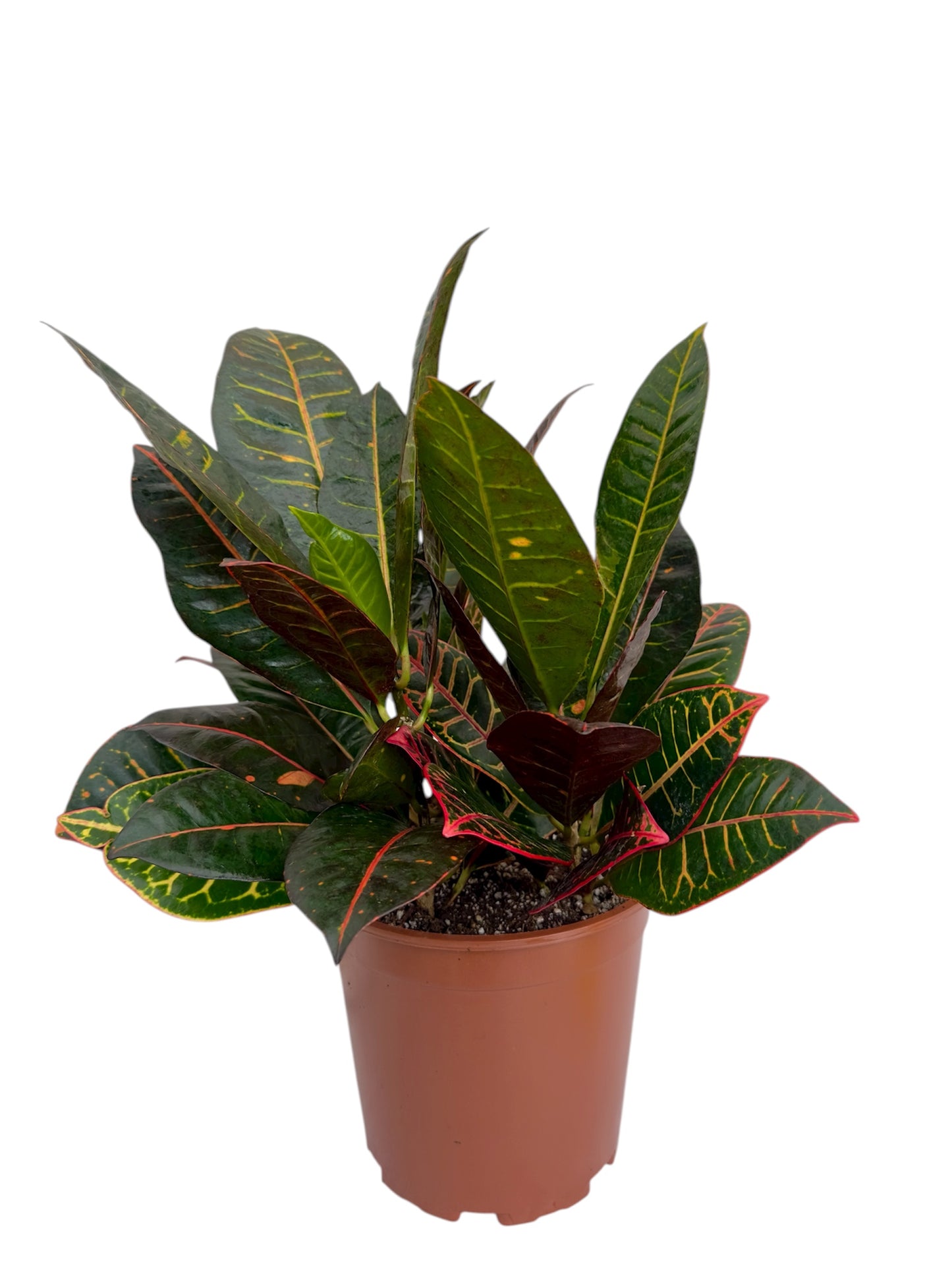 Κρότων Φ21εκ.