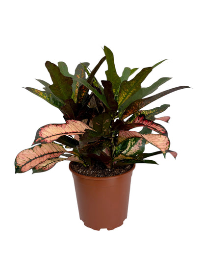 Κρότων Φ21εκ.