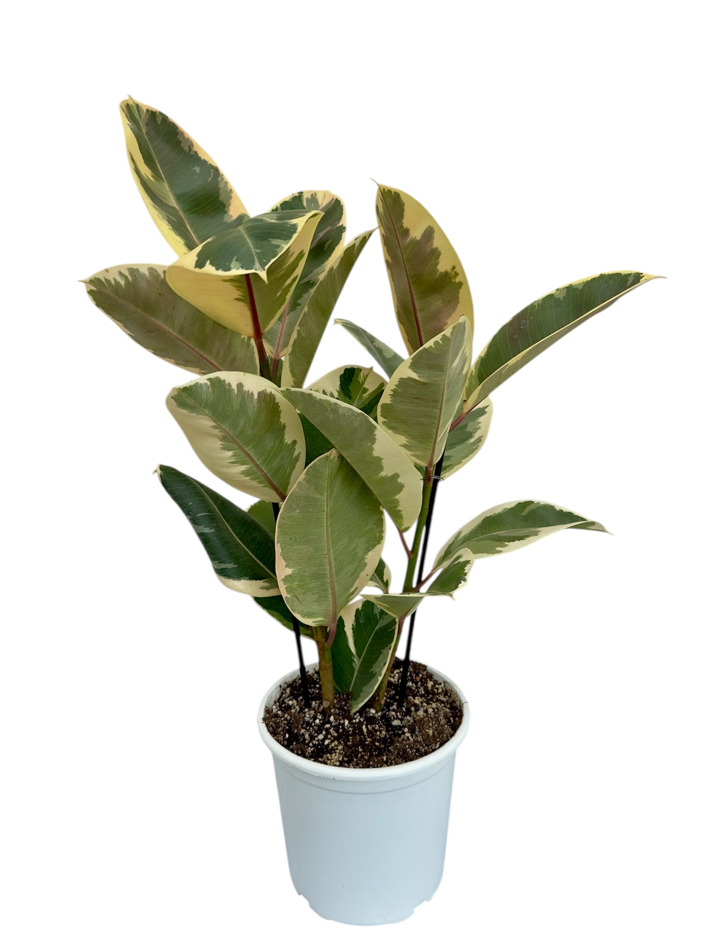 Φίκος Ficus elastica Φ19εκ.