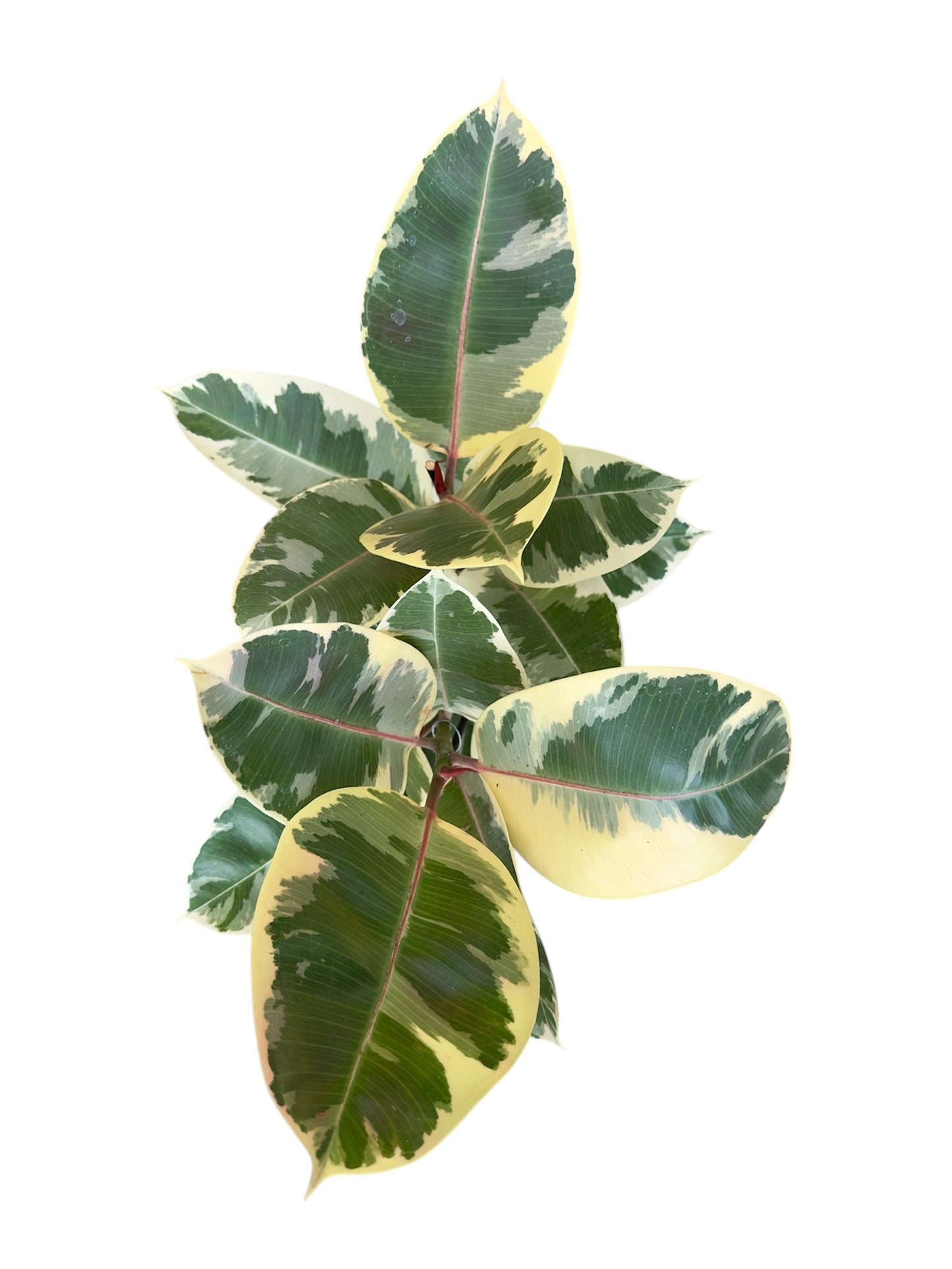 Φίκος Ficus elastica Φ19εκ.