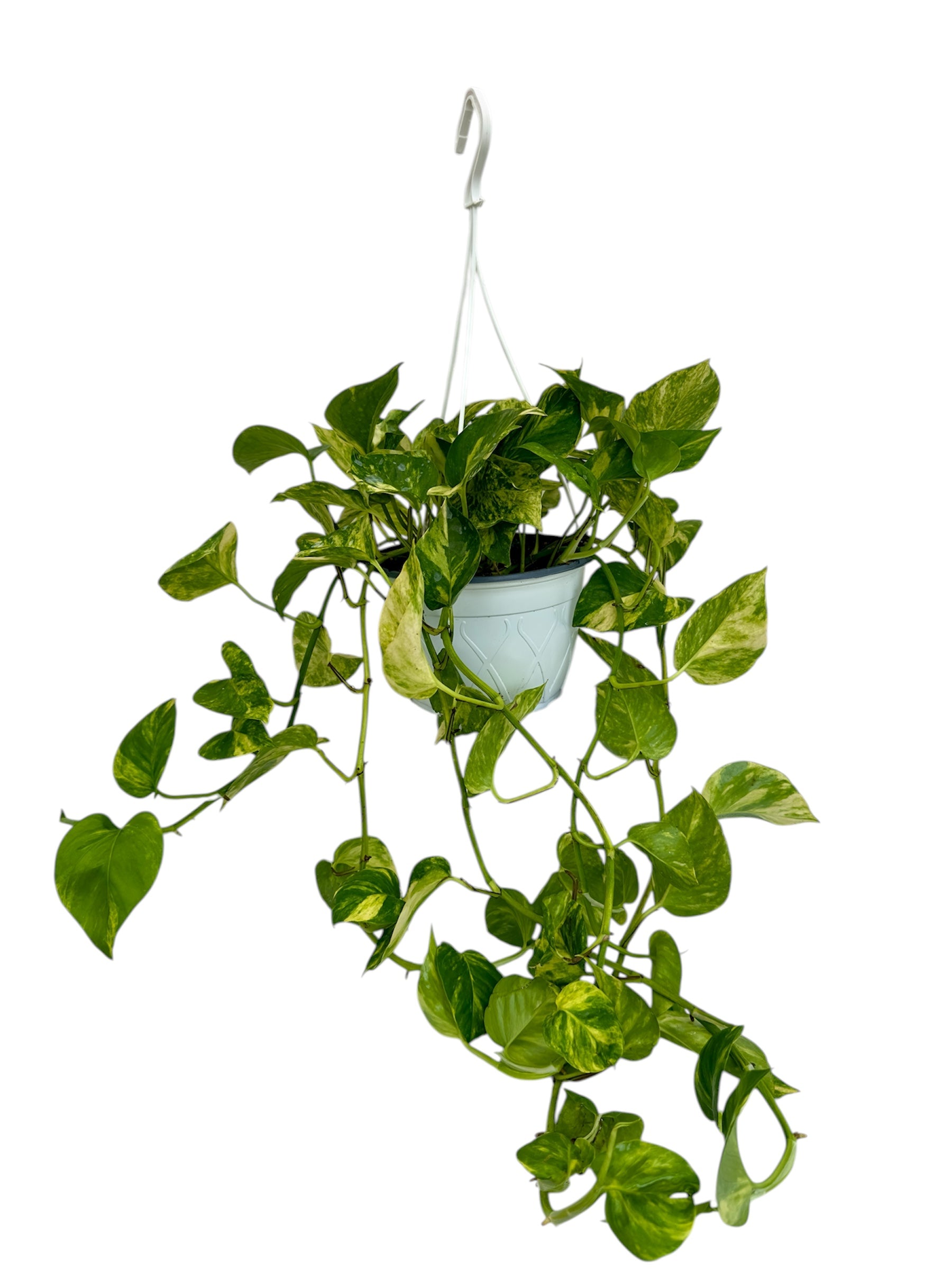 Πόθος Φ19εκ.