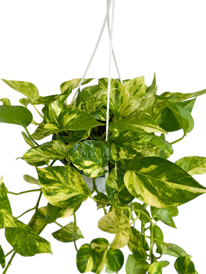 Πόθος Φ19εκ.