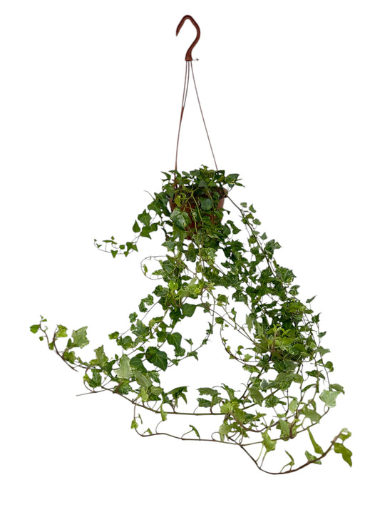 Κισσός Hedera helix 'Goldchild' Φ15εκ.