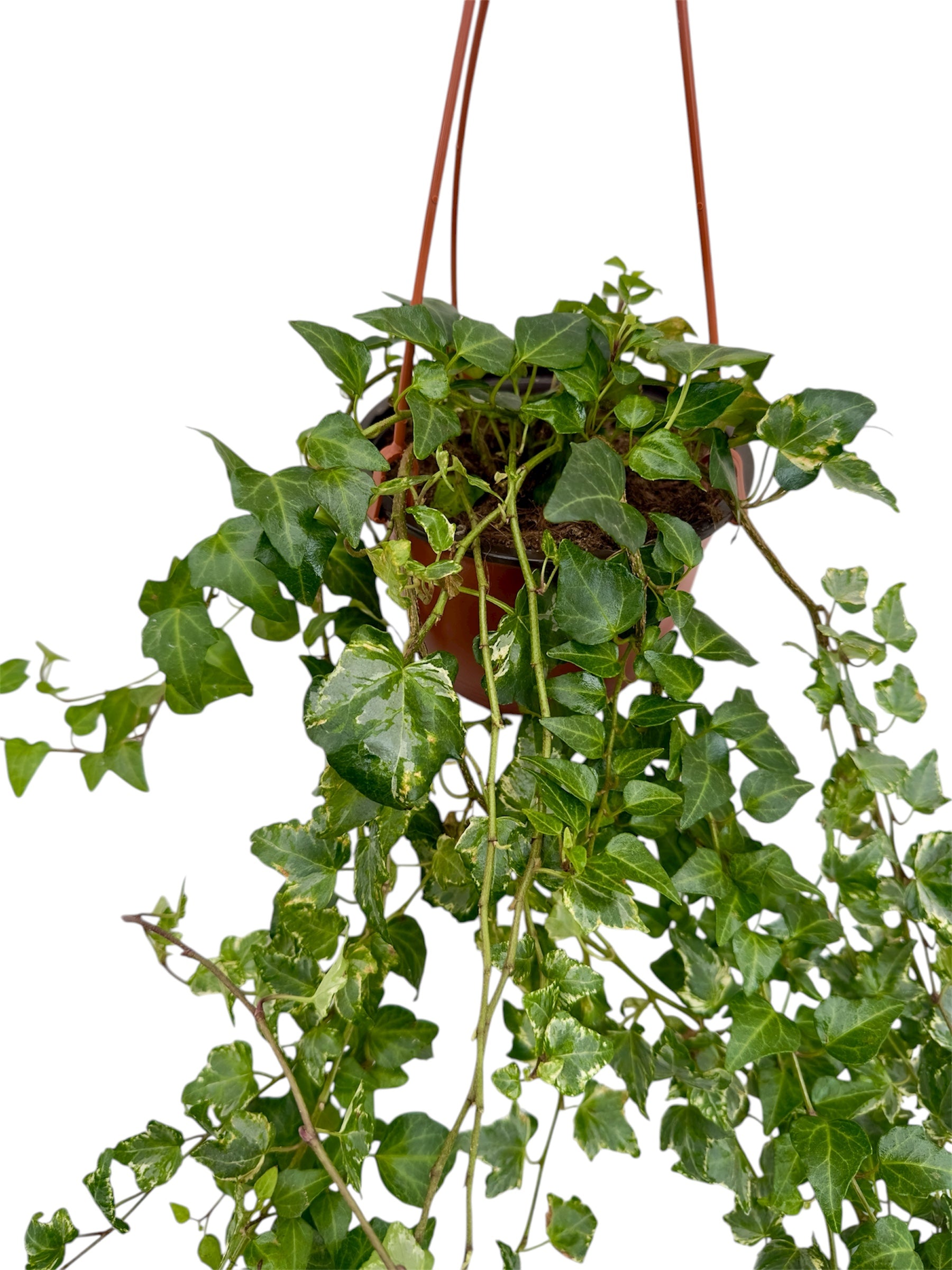 Κισσός Hedera helix 'Goldchild' Φ15εκ.