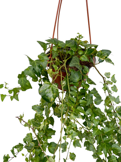 Κισσός Hedera helix 'Goldchild' Φ15εκ.