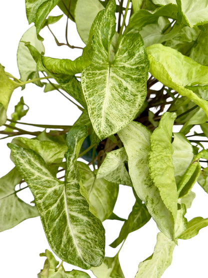 Συγκόνιο Syngonium Φ21εκ.