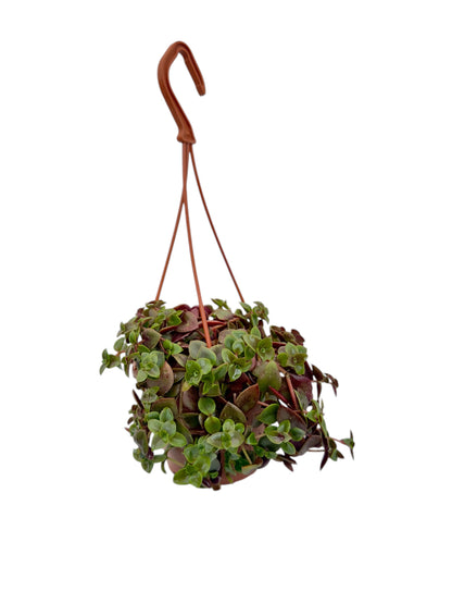 Παχύφυτο Crassula pellucida marginalis f. rubra Φ12εκ.