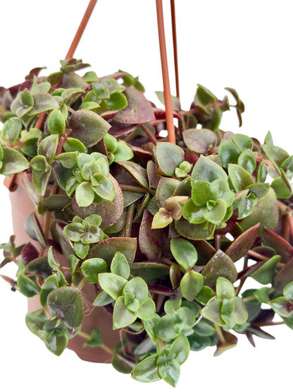 Παχύφυτο Crassula pellucida marginalis f. rubra Φ12εκ.