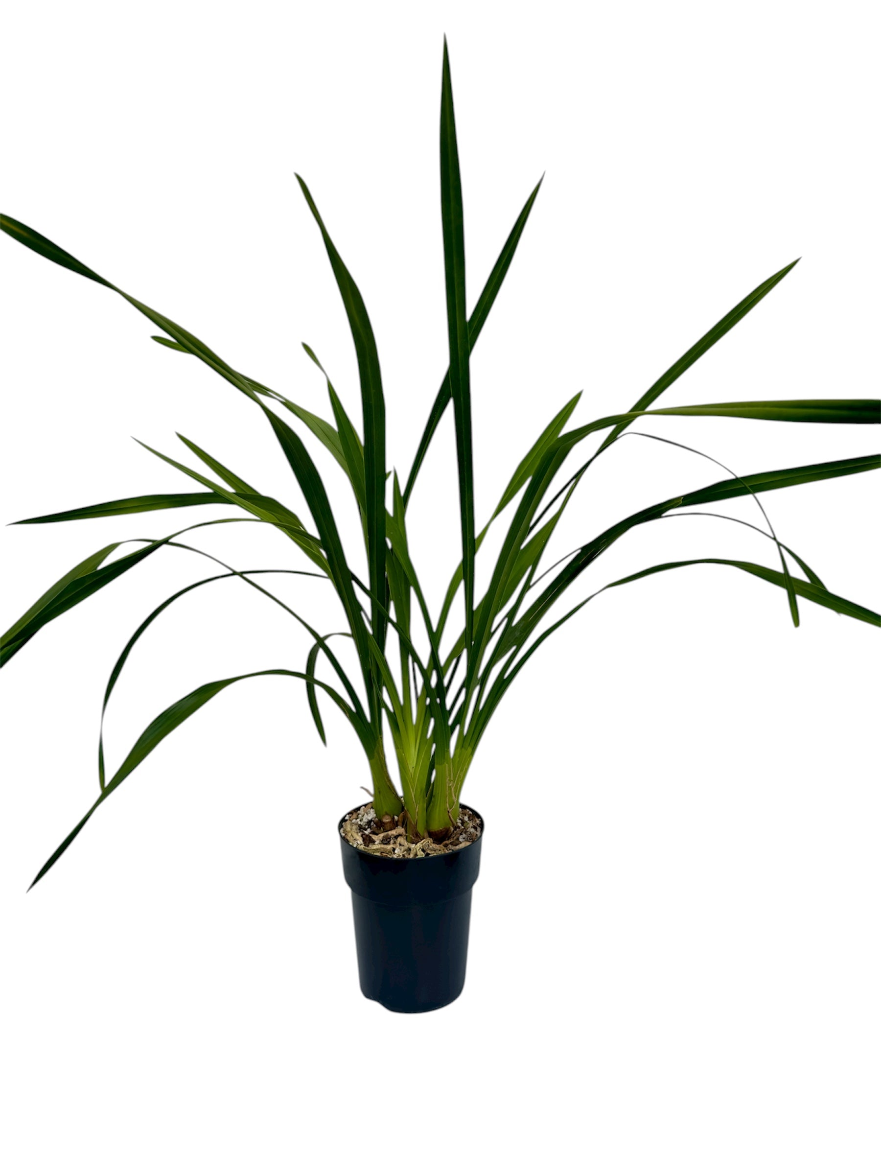 Ορχιδέα Cymbidium απανθισμένη κίτρινη Φ14εκ.