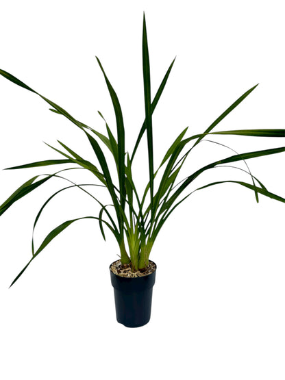 Ορχιδέα Cymbidium απανθισμένη κίτρινη Φ14εκ.