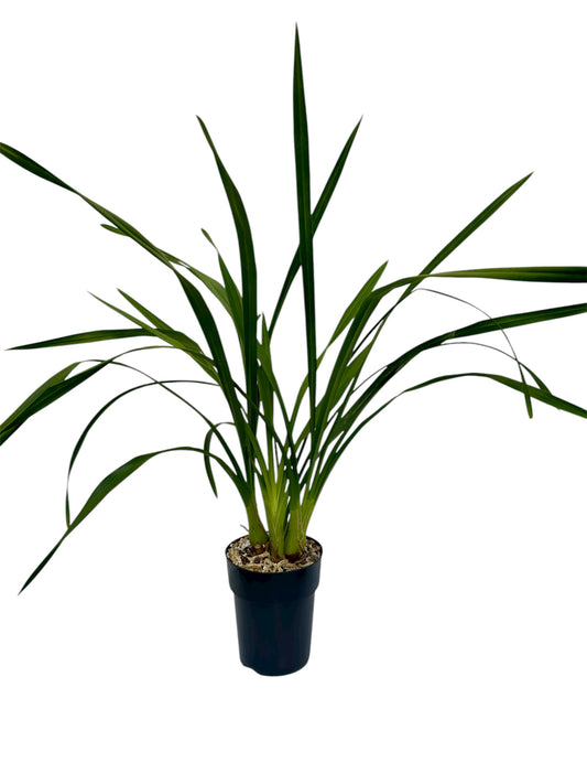 Ορχιδέα Cymbidium απανθισμένη κίτρινη Φ14εκ.