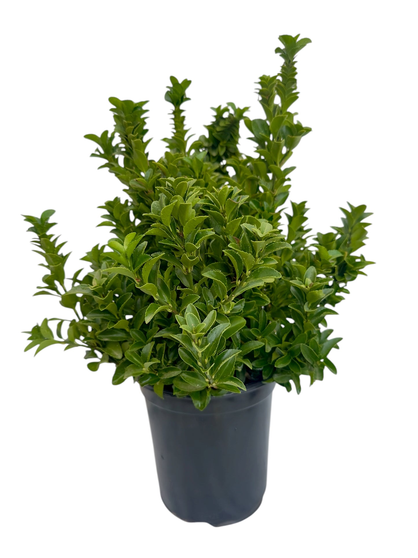 Ευώνυμο Φ19εκ.