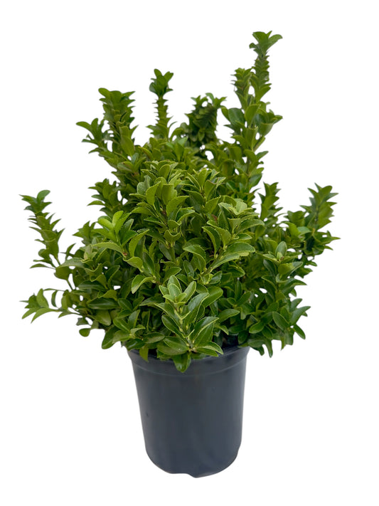 Ευώνυμο Φ19εκ.