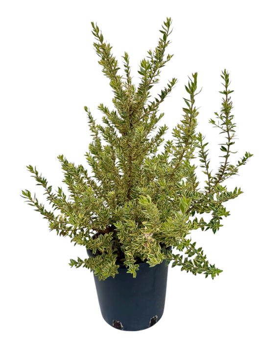 Μυρτιά Φ18εκ.