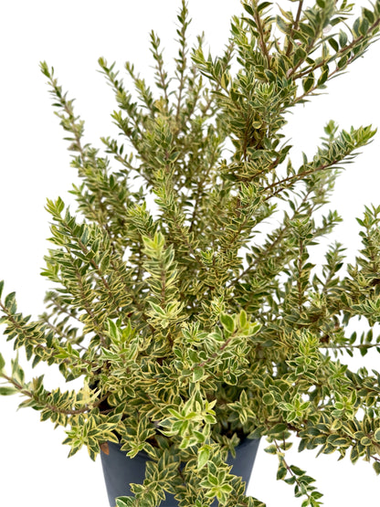 Μυρτιά Φ18εκ.