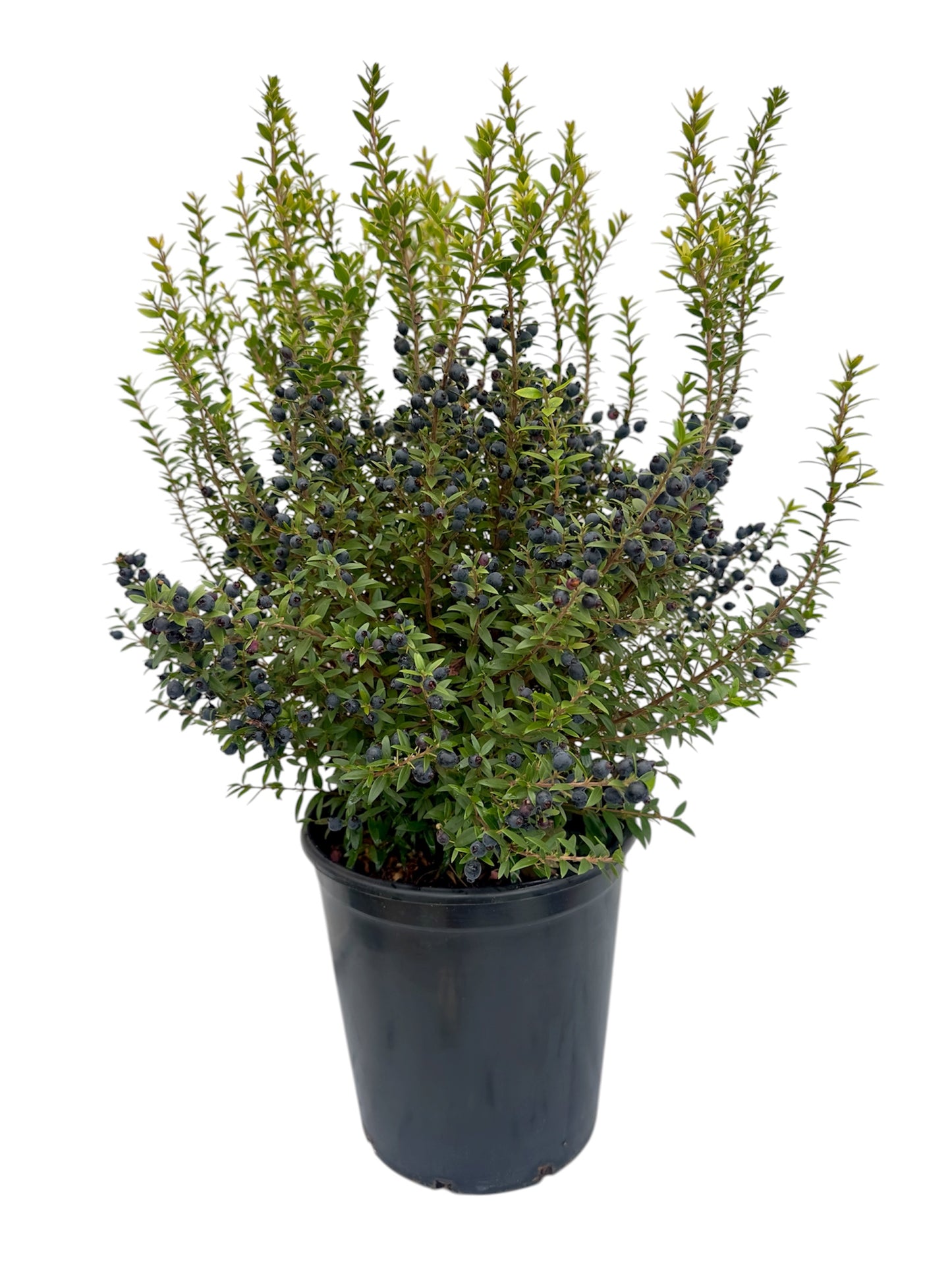 Μυρτιά Φ18εκ.