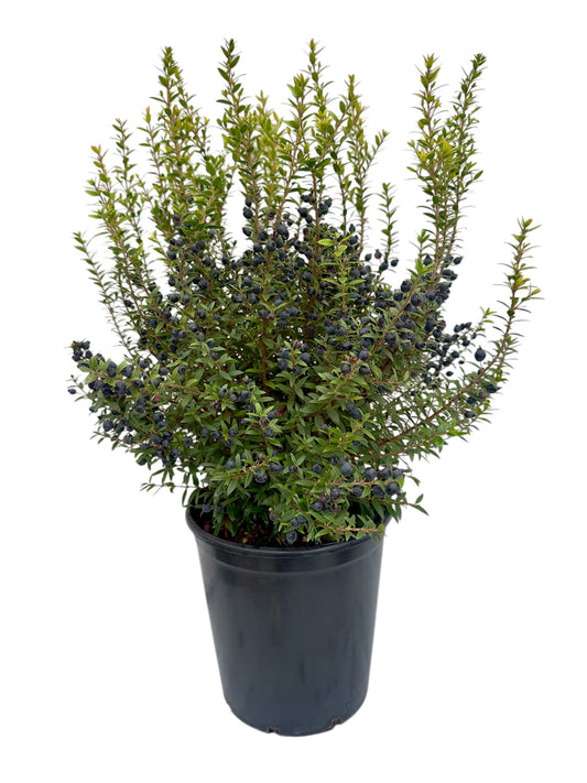 Μυρτιά Φ18εκ.