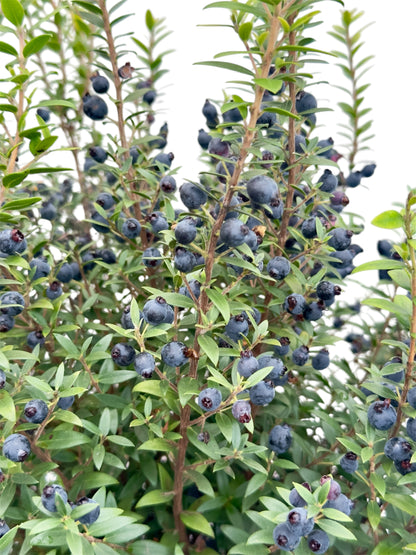 Μυρτιά Φ18εκ.