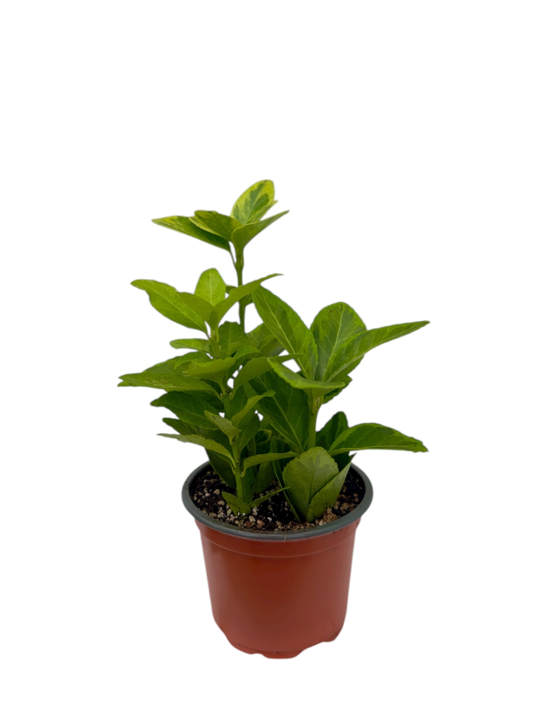 Ευώνυμο Φ9εκ.