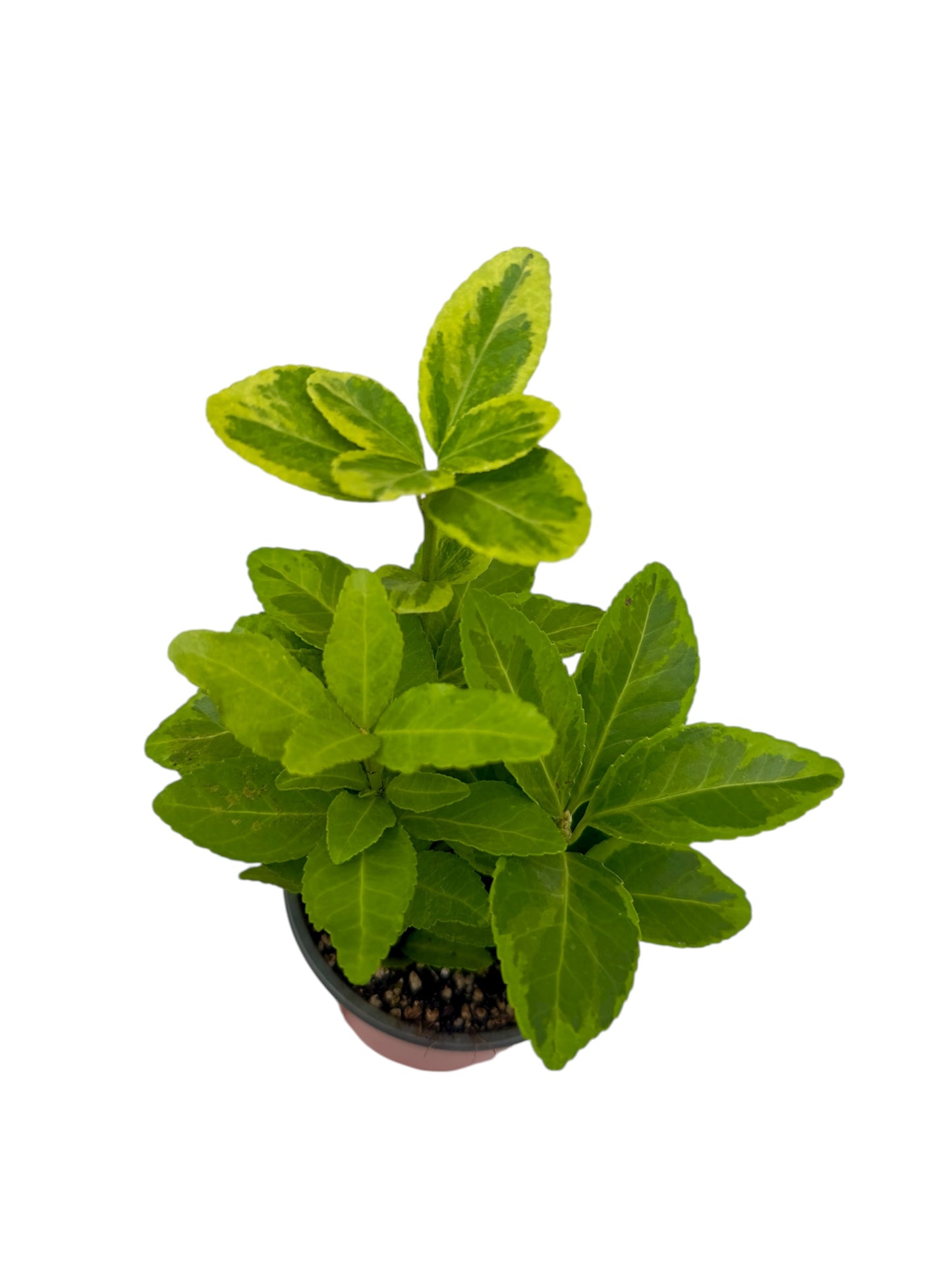 Ευώνυμο Φ9εκ.