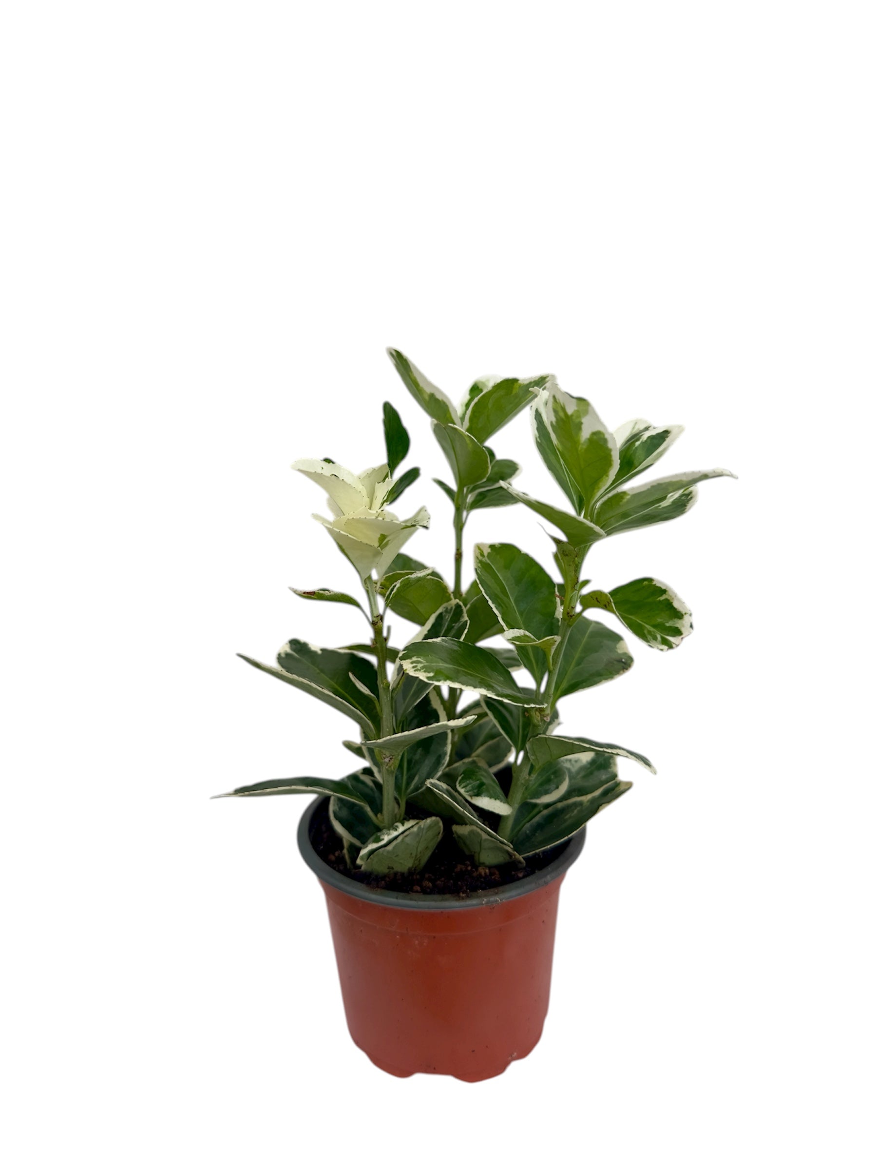 Ευώνυμο Φ9εκ.