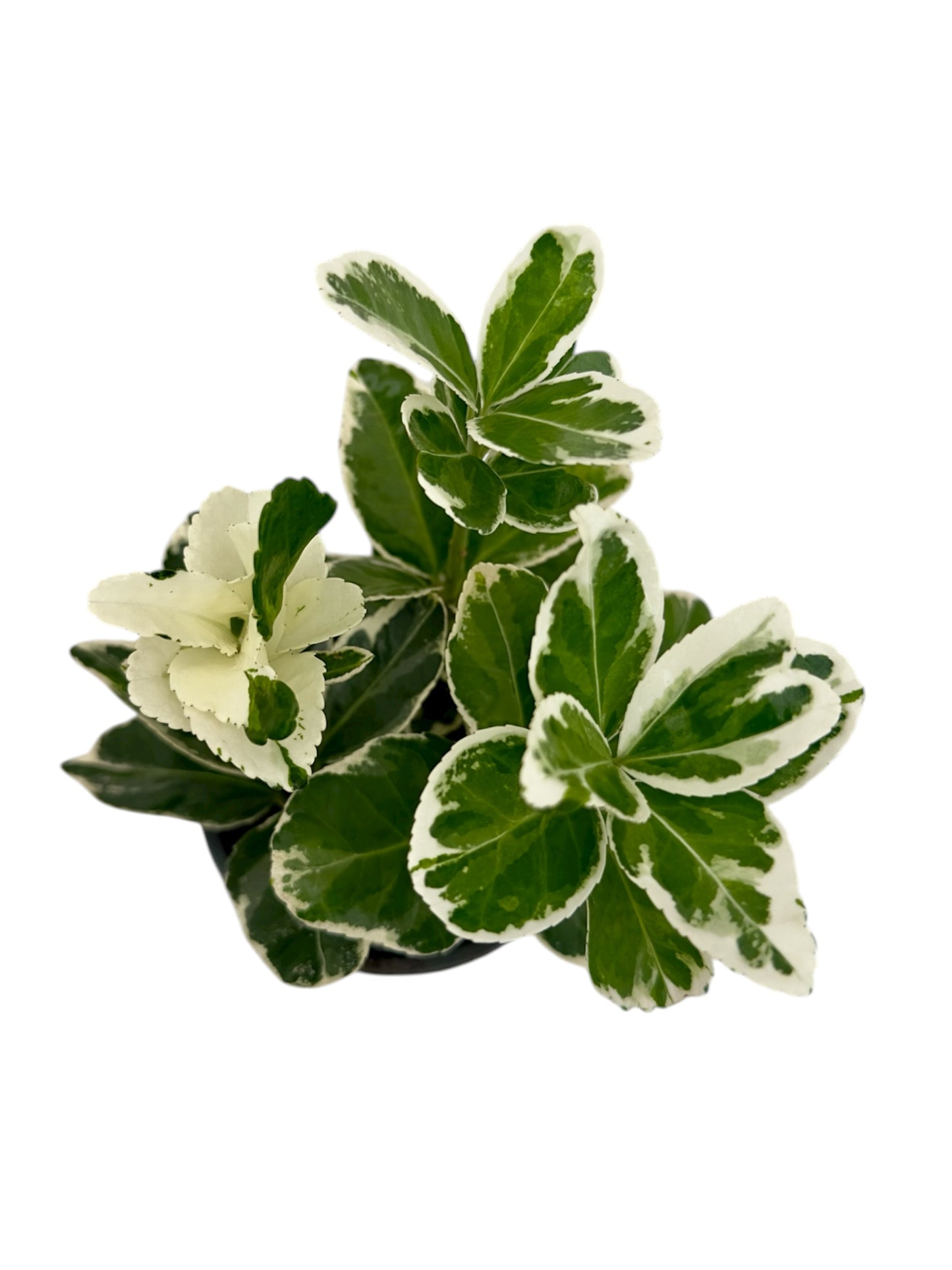 Ευώνυμο Φ9εκ.